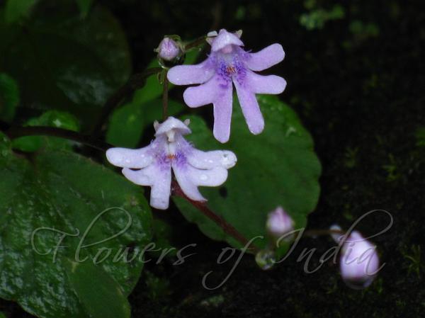 Modest Balsam